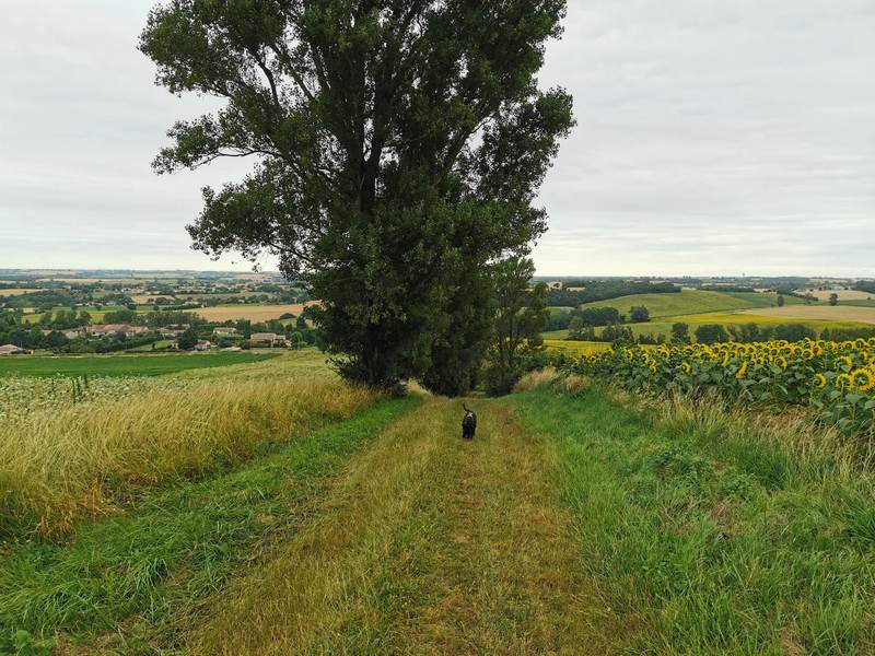 Location de trottinettes électriques Toulouse E-TROTT LAURAGAIS